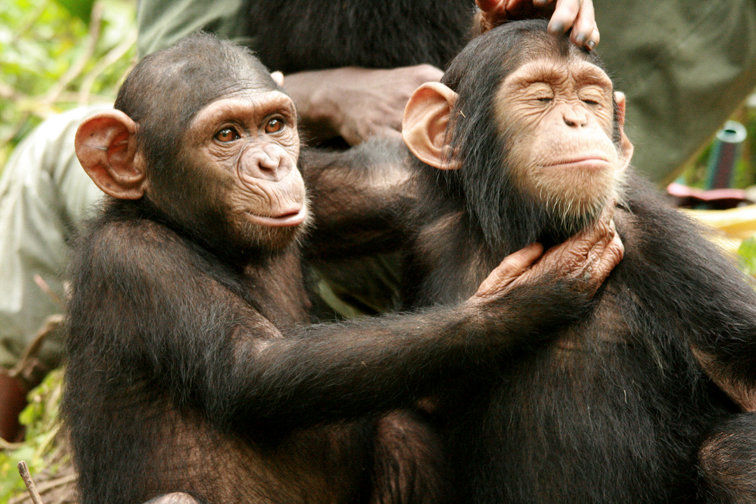 ویدئوی باورنکردنی از قدرت یاد‌گیری شامپانزه 