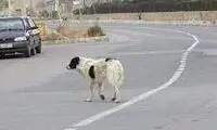 حمله وحشتناک دسته سگ‌ها به یک زن و مرد