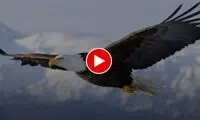 شنای حیرت‌انگیز عقاب با شکارش روی دریا