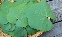 17 خاصیت بی نظیر برای برگ انگور
