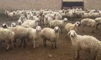  گوسفندهای زنده در قشم به دریا ریخته شد!