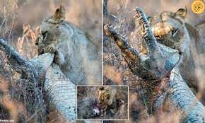 حمله نادر ۱۰ شیر به یک تمساح در خشکی