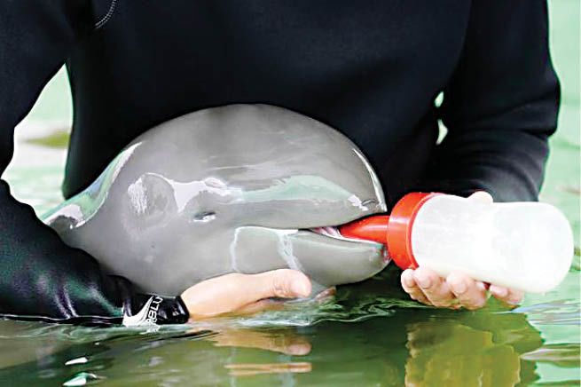 نجات بچه دلفین با شیشه شیر