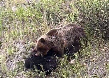 هیولایی که خرس را می‌خورد!