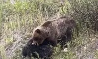 هیولایی که خرس را می‌خورد!