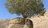 عکسی از یک درخت کل ایران را سرگرم خودش کرد