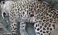 ابعاد جدید از مرگ پلنگ آواره قائمشهر