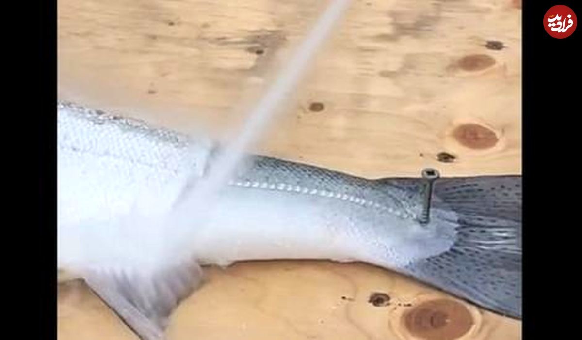 ترفند جالب برای برداشتن پولک ماهی