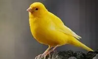 فیلم بامزه  از آب‌تنی  یک پرنده برای فرار از گرما