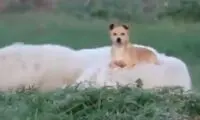 این سگ، زرنگ ترین سگ گله دنیا است