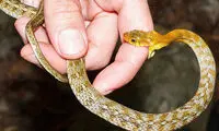 مارها پس از مرگ هم خطرناک‌ هستند