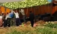 واژگونی کامیون حامل هندوانه به دست پت و مت!