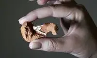 کشف یک خزنده جدید ۲۲۵میلیون ساله در برزیل!