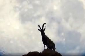 تصویری شگفت‌انگیز از یک بز کوهی در نزدیکی بوشهر
