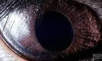 لحظه‌ ترسناک چشم تو چشم شدن در ساری