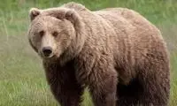 دستور برخورد با مسببان تلف‌شدنِ خرس قهوه‌ای