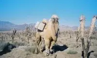این شتر شغل بسیار مهمی دارد!