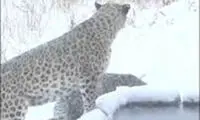 ویدئویی زیبا از خانواده پلنگ ایرانی در طبیعت برفی سمنان