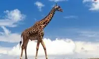 حمله وحشتناک و عجیب زرافه به یک خودرو