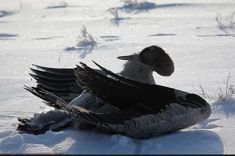 ویدیویی غم‌انگیز از یخ زدن هزاران پرنده در یک دریاچه