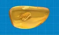 سفر حیرت‌انگیز از ۴۰میلیون سال پیش به امروز