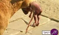 سگ خیابانی نوزاد رها شده در کیسه زباله را نجات داد