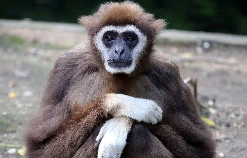  وقتی میمون گیبون، جوجه‌تیغی را عصبانی می‌کند!