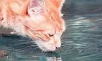 ۱۵ حقیقت شگفت‌انگیز و خواندنی در مورد گربه‌ها