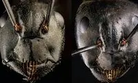 چهره ترسناک مورچه‌ها را در این تصاویر ببینید