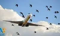 ویدئویی از شاخ به شاخ شدن هواپیما با یک کبوتر