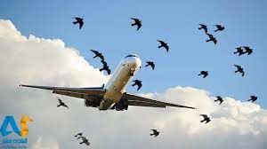 ویدئویی از شاخ به شاخ شدن هواپیما با یک کبوتر