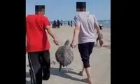 رفتار شرم‌آور دو گردشگر با لاک‌پشت ارزشمند در قشم