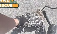 کمک دو پلیس به شاهین گیر افتاده در چنگال مار