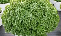 آموزش کاشت سبزه در انواع مختلف برای نوروز