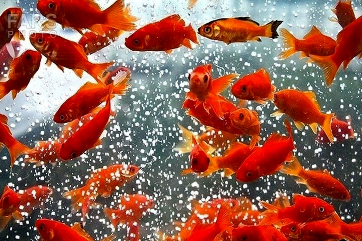   این دو کار را در روز سیزده بدر انجام ندهید 