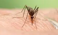 کاسبی با تب دنگی؛ روغن دفع پشه چند؟