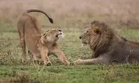 واکنش خنده‌دار شیر ماده به خروپفِ جفتش!