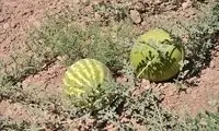  نمایی حیرت‌انگیز از کشت هندوانه در دل کویر ایران!