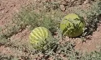  نمایی حیرت‌انگیز از کشت هندوانه در دل کویر ایران!