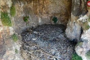  کشف غیرمنتظره آثار تاریخی در لانه همای سعادت
