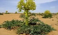 این گیاه انحصاری سالیانه ۳۰۰میلیارد تومان گردش مالی دارد