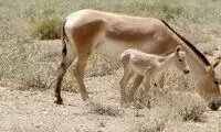 تصاویر زیبا و بامزه از تولد اولین گورخر ایرانی