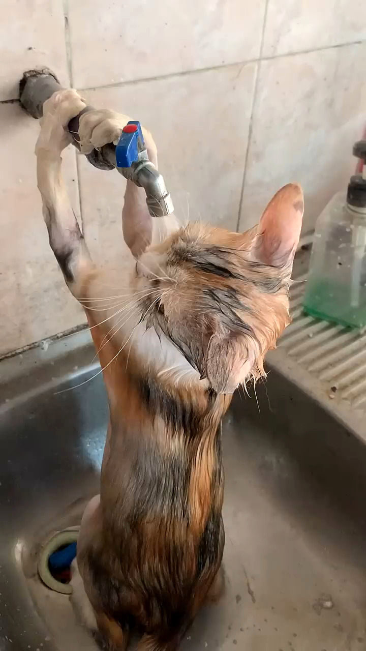 ویدئوی پناه بردن یک گربه به شیر آب در خوزستان