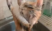 ویدئوی پناه بردن یک گربه به شیر آب در خوزستان