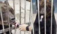 جنجال گسترده‌ی نوشابه دادن به یک خرس در باغ وحش!