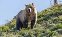 فداکاری گرگ‌ها برای محافظت از توله‌هایشان در مقابل خرس