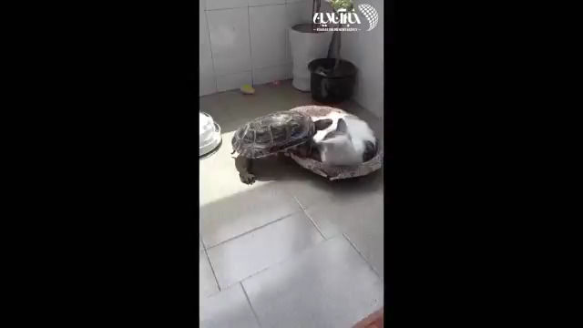 تلاش جالب یک لاکپشت برای زندگی کردن کنار یک گربه!