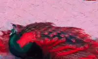 لحظه زیبای باز شدن پرهای طاوس سرخ رنگ!