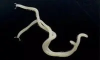 شناسایی یک گونه ناشناخته جانور با ۴۸۶ پا!