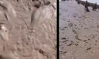 شوک جدید از هامون؛ پس از تصاویر پرآبی!